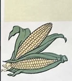 Illustration of corn